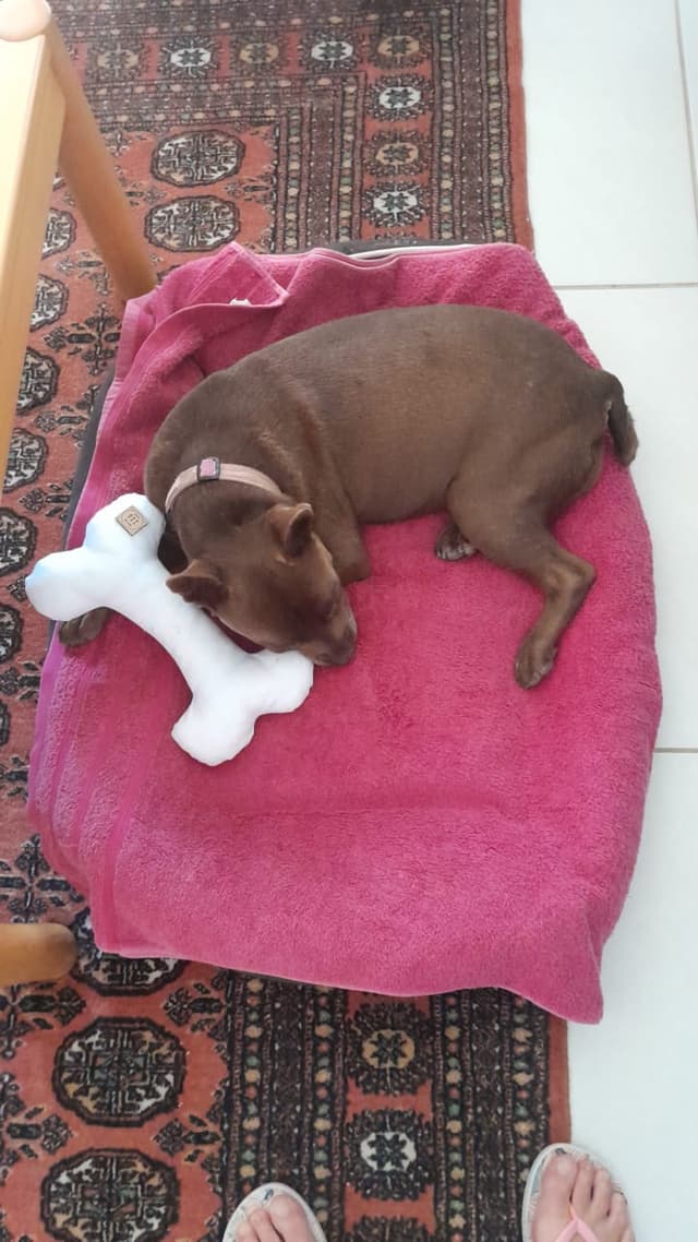 Medium Bone Plush Toy 6