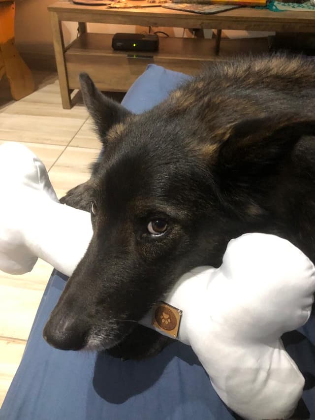 X-Large Bone Plush Toy 2
