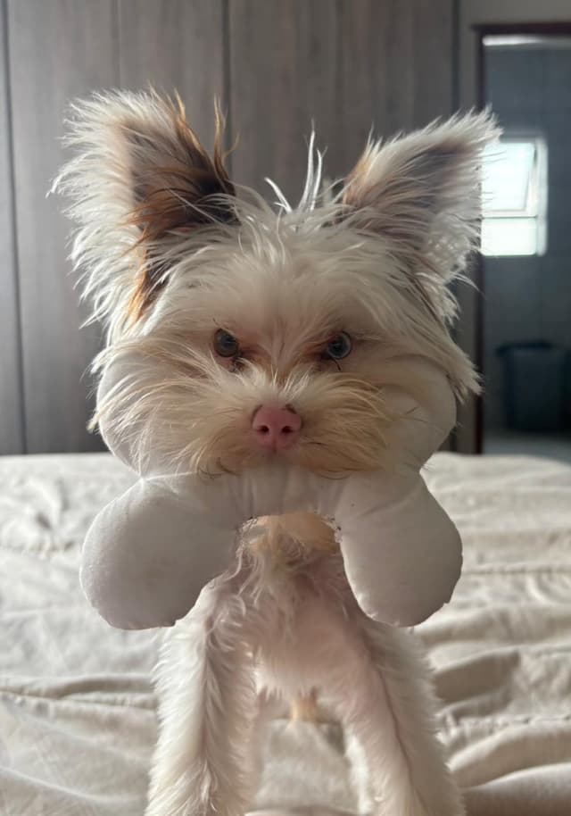 X Small Bone Plush Toy 7