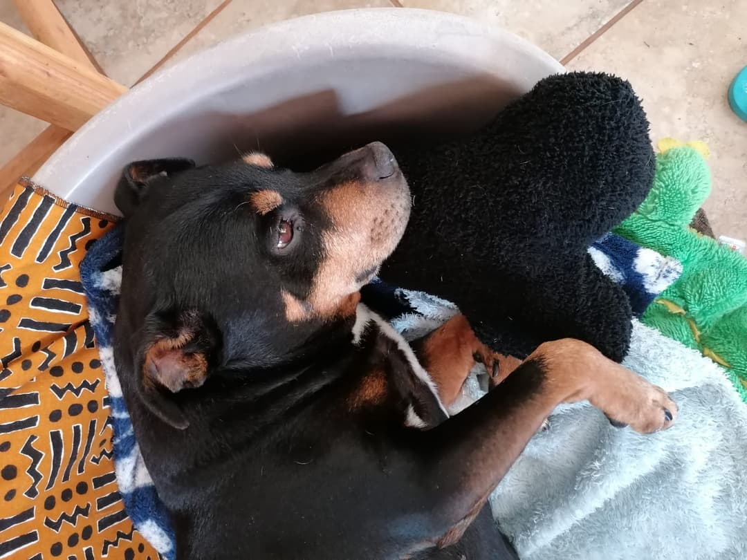 Large Bone Plush Toy